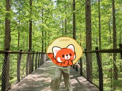 -黄海国家森林公园