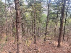 -北京西山国家森林公园