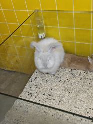 -神奇动物撸宠馆·羊驼·小浣熊·异宠(豫园店)