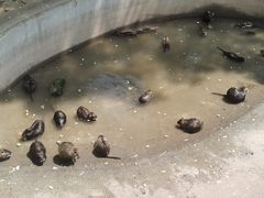 -西霞口神雕山野生动物世界