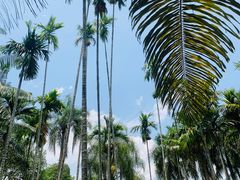 -中国科学院西双版纳热带植物园