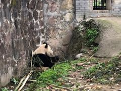 -都江堰中华大熊猫苑