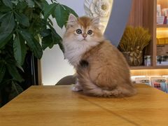 -山宅一喵德文卷毛猫舍