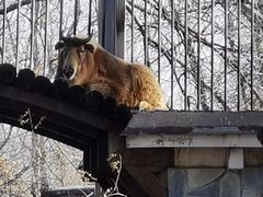 -北京动物园-畅观楼