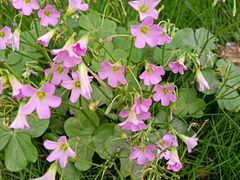 -贵阳市花溪国家城市湿地公园