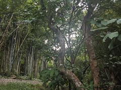 -黄埔油麻山森林公园