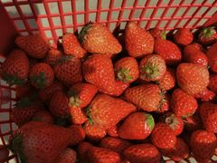 -胜丰草莓采摘园