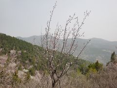 -北京西山国家森林公园