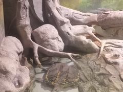 -正佳雨林生态植物园