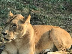 -石家庄市动物园