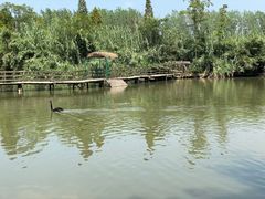 -溱湖国家湿地公园