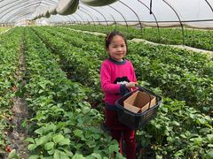 -小鱼草莓采摘园农家乐·小鱼餐厅
