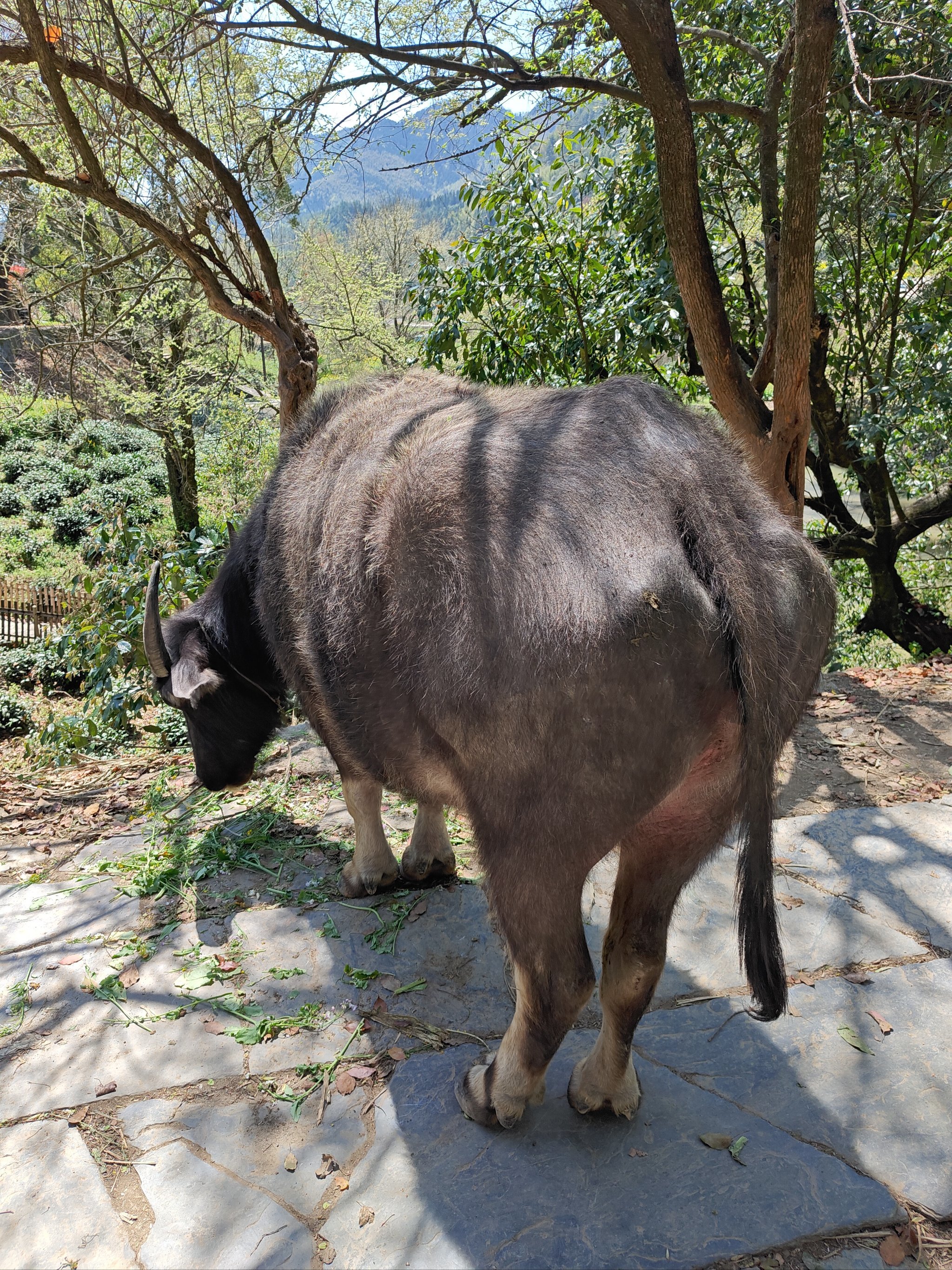 这样的老人放牛古村落让人心旷神怡呀