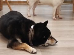 -柴迷FANS CLUB·柴犬狗咖·猫咖