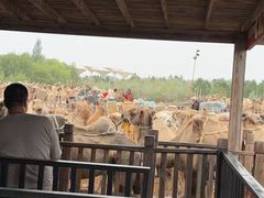 -玉龙沙湖景区