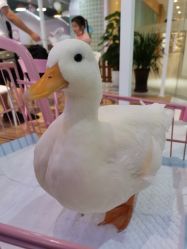 -Moni星球萌宠·小马宝莉·灵蛇·高端高阶全萌宠互动体验俱乐部(红豆国际广场店)
