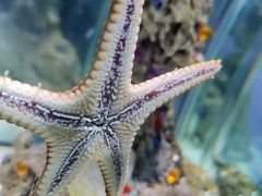 -太平洋海底世界