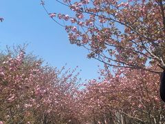 -高东镇樱花园