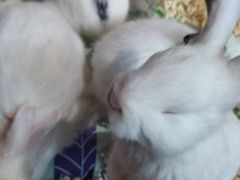 -正佳雨林生态植物园