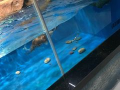 -萌宠奇缘