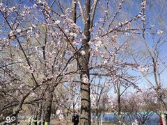 -大兴滨河森林公园