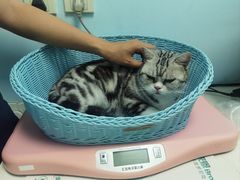 -纳吉亚猫专科动物医院博雅分院