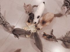 -三花喵·撸猫购宠·宠物生活馆(虹桥南丰城店)