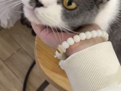 -李小姐の猫咖啡馆(五角场店)