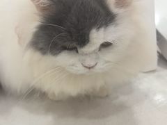 -艾贝尔宠物医院·宠保定点·超声绝育·免疫点(樱花路店)
