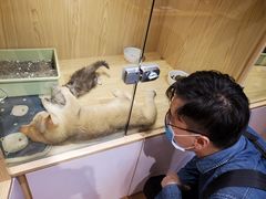 -屋虎猫馆(宝安大仟里店)