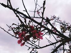 -天适樱花悠乐园