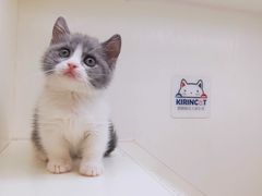 -十年猫舍·猫咪专门店(普陀店)