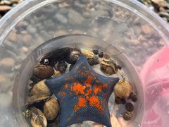 -银沙滩浴场