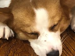 -豆柴町-柴犬主题狗咖(红鼎国际C座店)