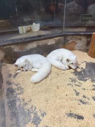 -未来动物城主题公园(正弘城店)