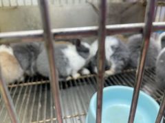 -青石桥花鸟鱼虫市场(叠翠城店)