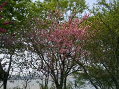 -金鸡湖桃花岛