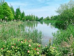 -泗洪洪泽湖湿地景区