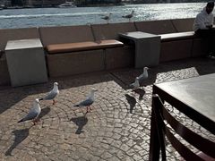 -悉尼歌剧院