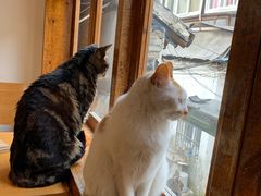 -猫的天空之城概念书店(苏州平江店)