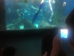-锦艺城海洋馆