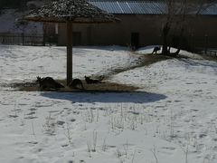 -新疆天山野生动物园