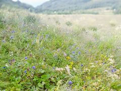 -白草畔自然风景区