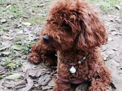 -蜀冈西峰生态公园