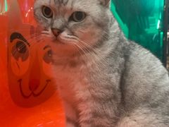 -猫咪博物馆(顶澳仔猫街店)