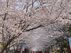 -高东镇樱花园