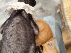 -楼上猫咖(罗湖店)