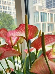 -变画·发型STUDIO