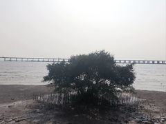 -宝安西湾红树林湿地公园