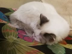 -猫色咖啡·猫咖